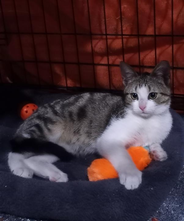 Billy Buttons, an adopted Tabby in Houston, TX image 2/5