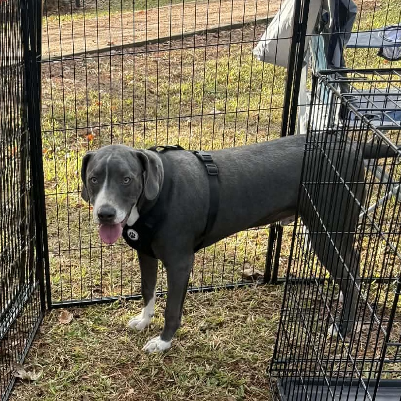 Jake, Adoptable, Young Male Weimaraner & Labrador Retriever.