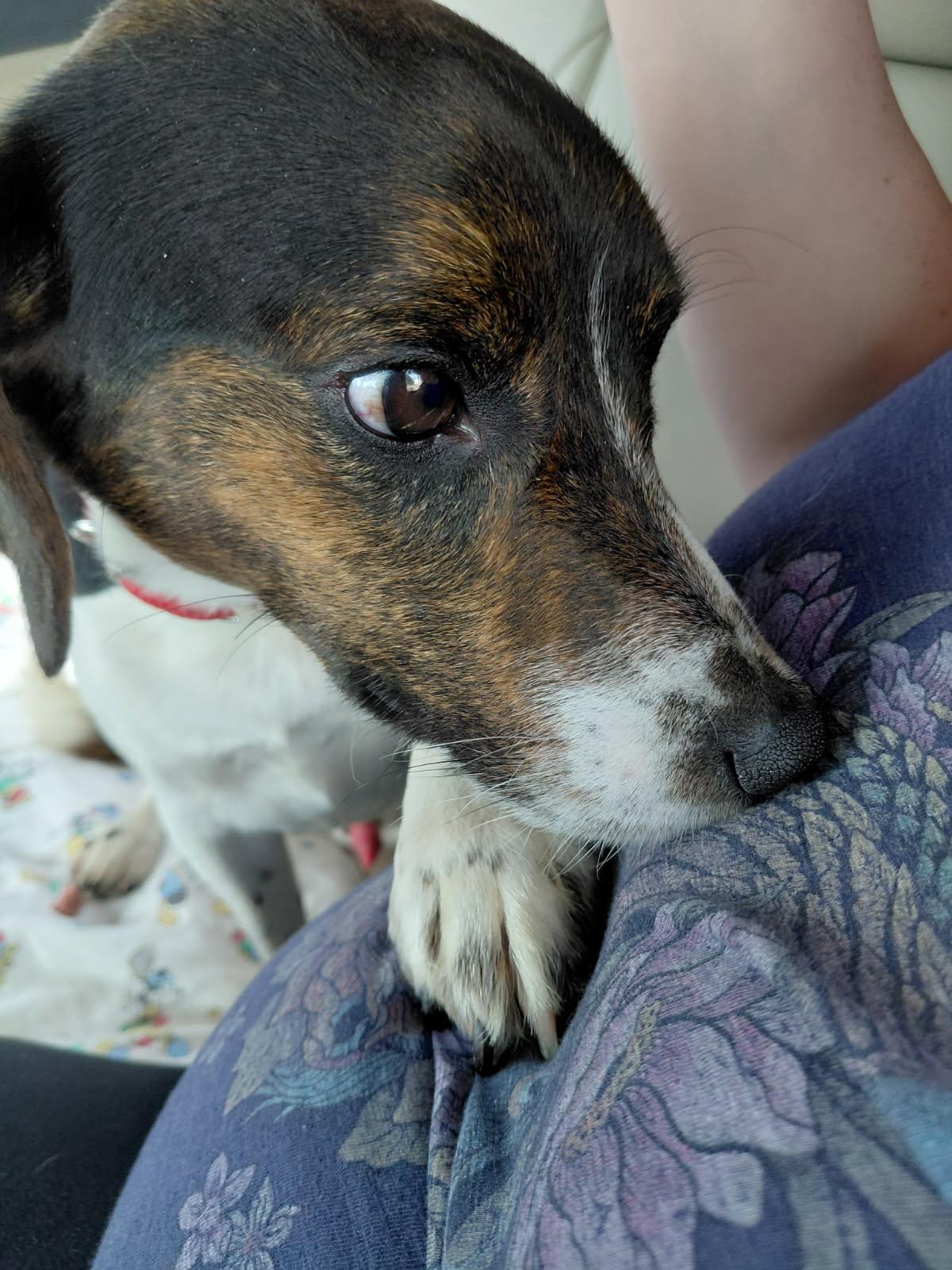 Barclay, a ADOPTABLE Beagle in Leesburg, VA image 3/5