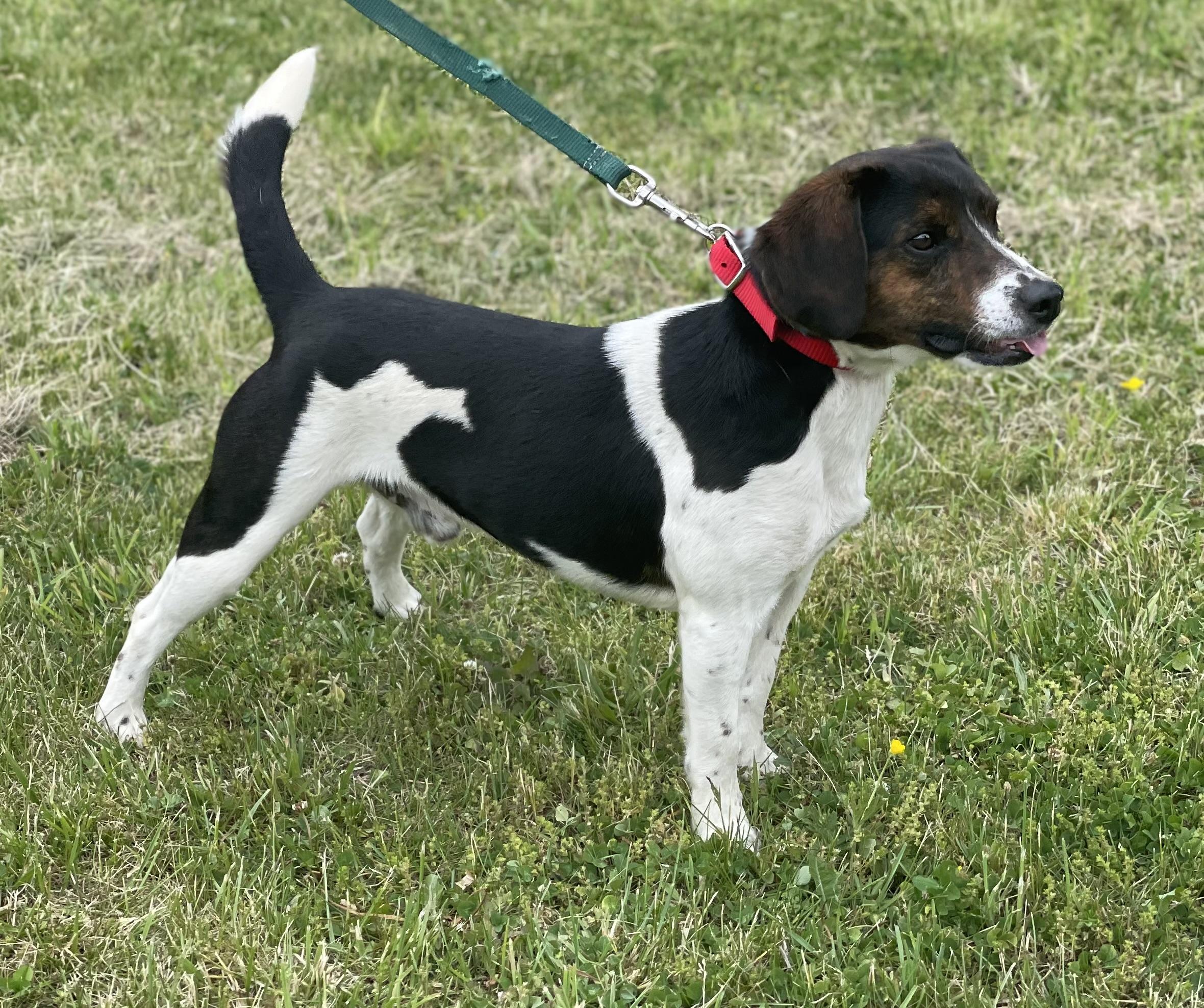 Barclay, a ADOPTABLE Beagle in Leesburg, VA image 5/5