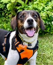 Barclay, ADOPTABLE, Young Male Beagle.