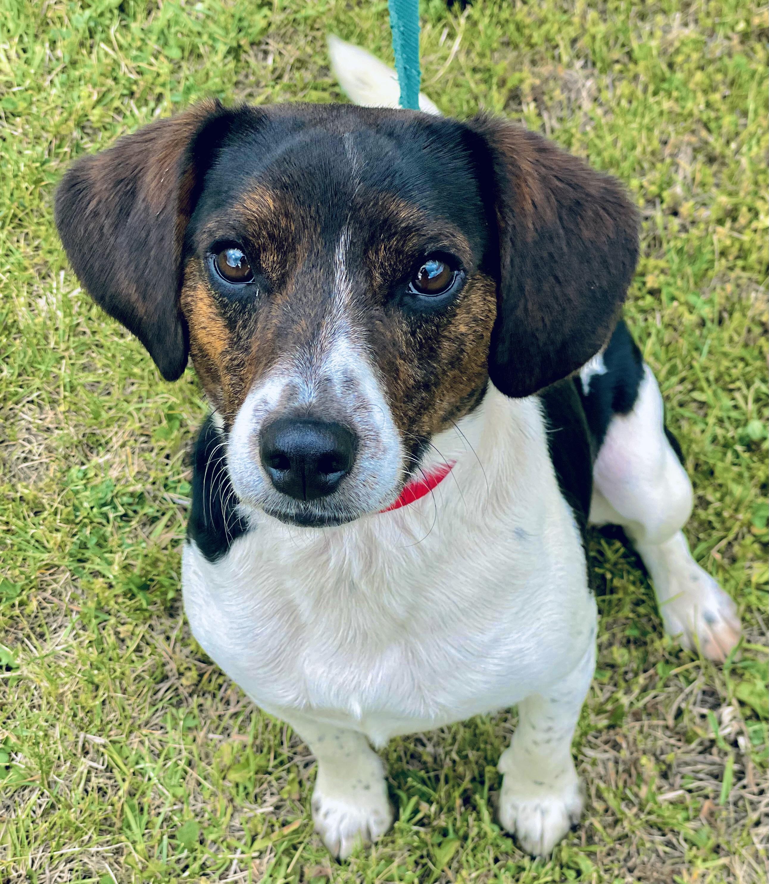 Barclay, a ADOPTABLE Beagle in Leesburg, VA image 1/5