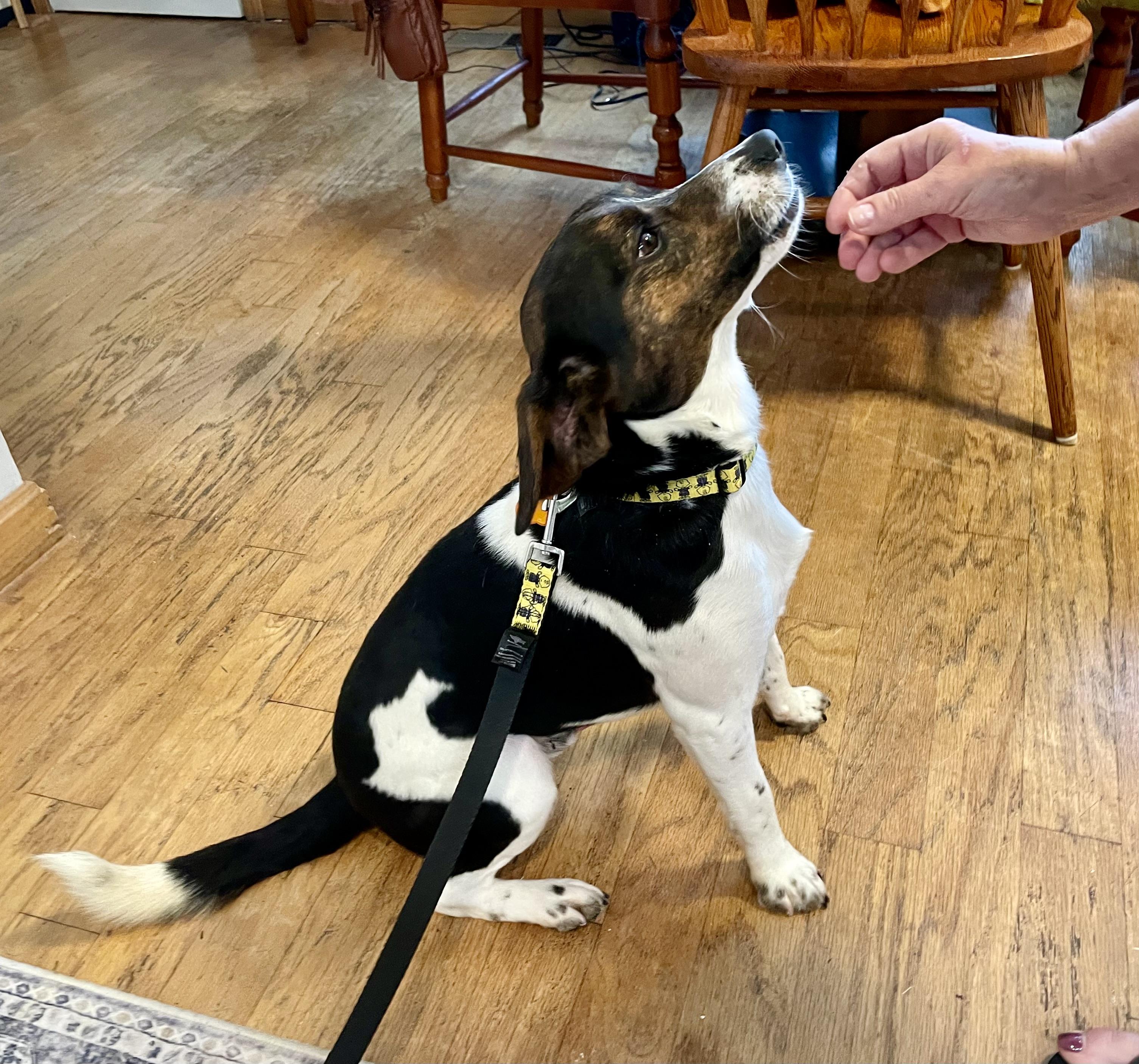 Barclay, a ADOPTABLE Beagle in Leesburg, VA image 2/5