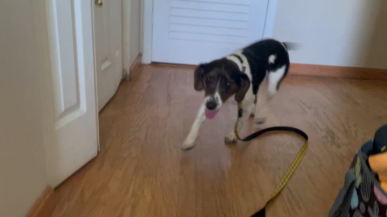 Enlarge Barclay, a ADOPTABLE Beagle in Leesburg, VA video 4/5
