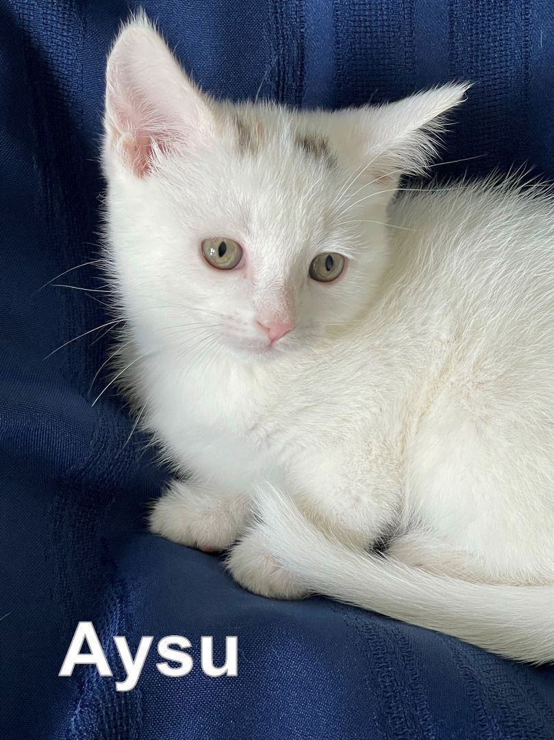 Aysu, Adopted, Kitten Female Domestic Short Hair & Calico.