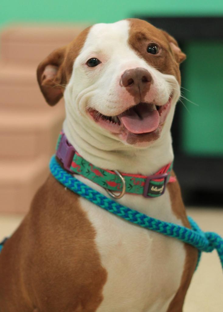 Bella, Adoptable, Young Female American Staffordshire Terrier & Mixed Breed.