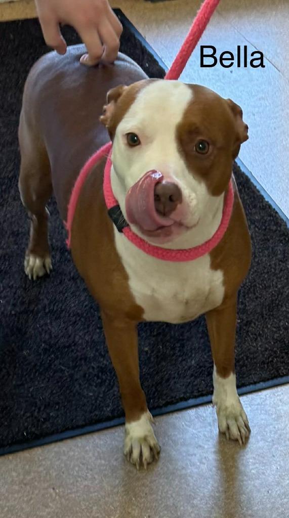 Enlarge Bella, a Adoptable mixed breed in Utica, MI image 2/5