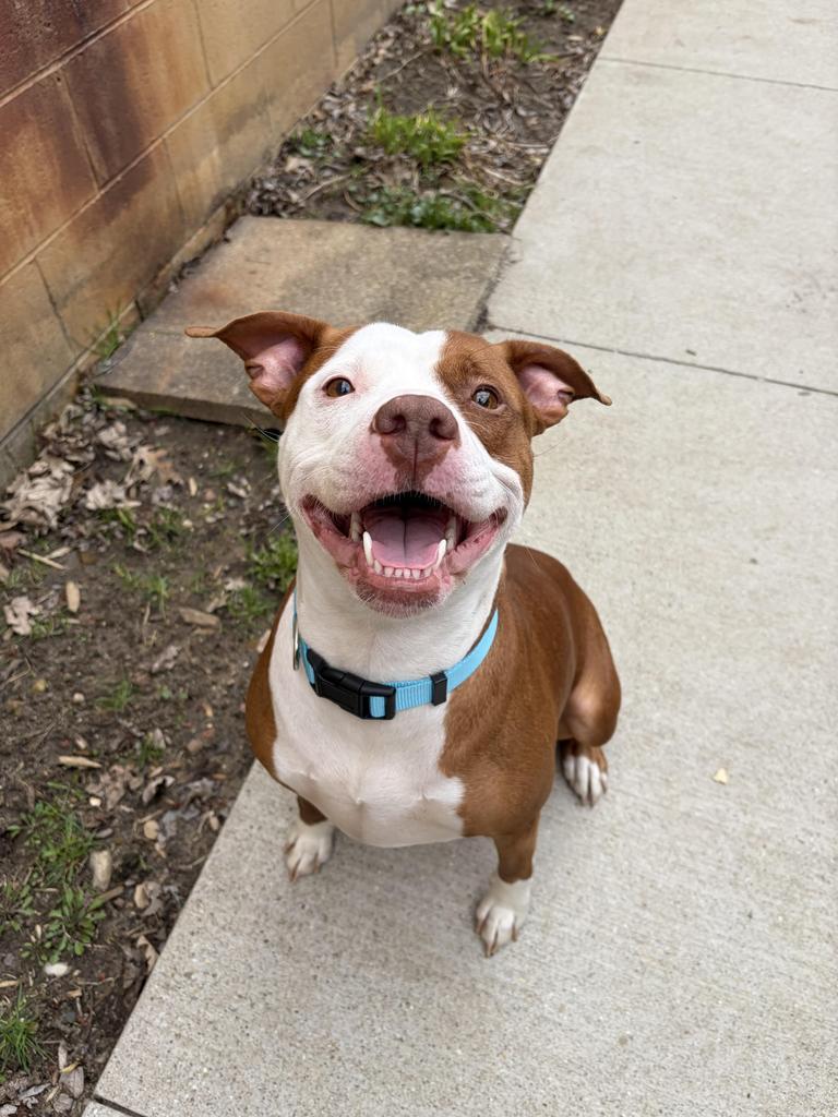 Enlarge Bella, a Adoptable mixed breed in Utica, MI image 3/5