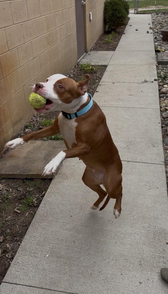 Enlarge Bella, a Adoptable mixed breed in Utica, MI image 4/5