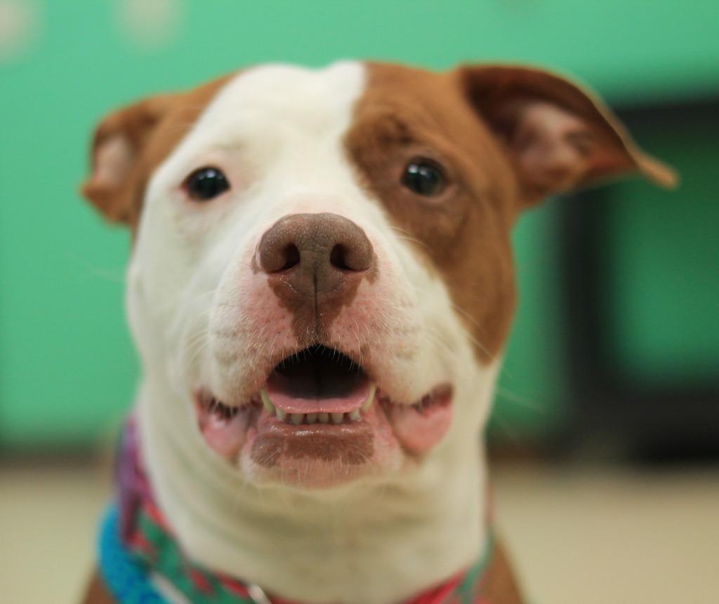 Enlarge Bella, a Adoptable mixed breed in Utica, MI image 5/5