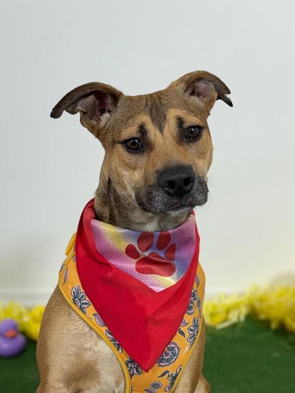 Enlarge Bear, a Adoptable mixed breed in San Bruno, CA image 1/1