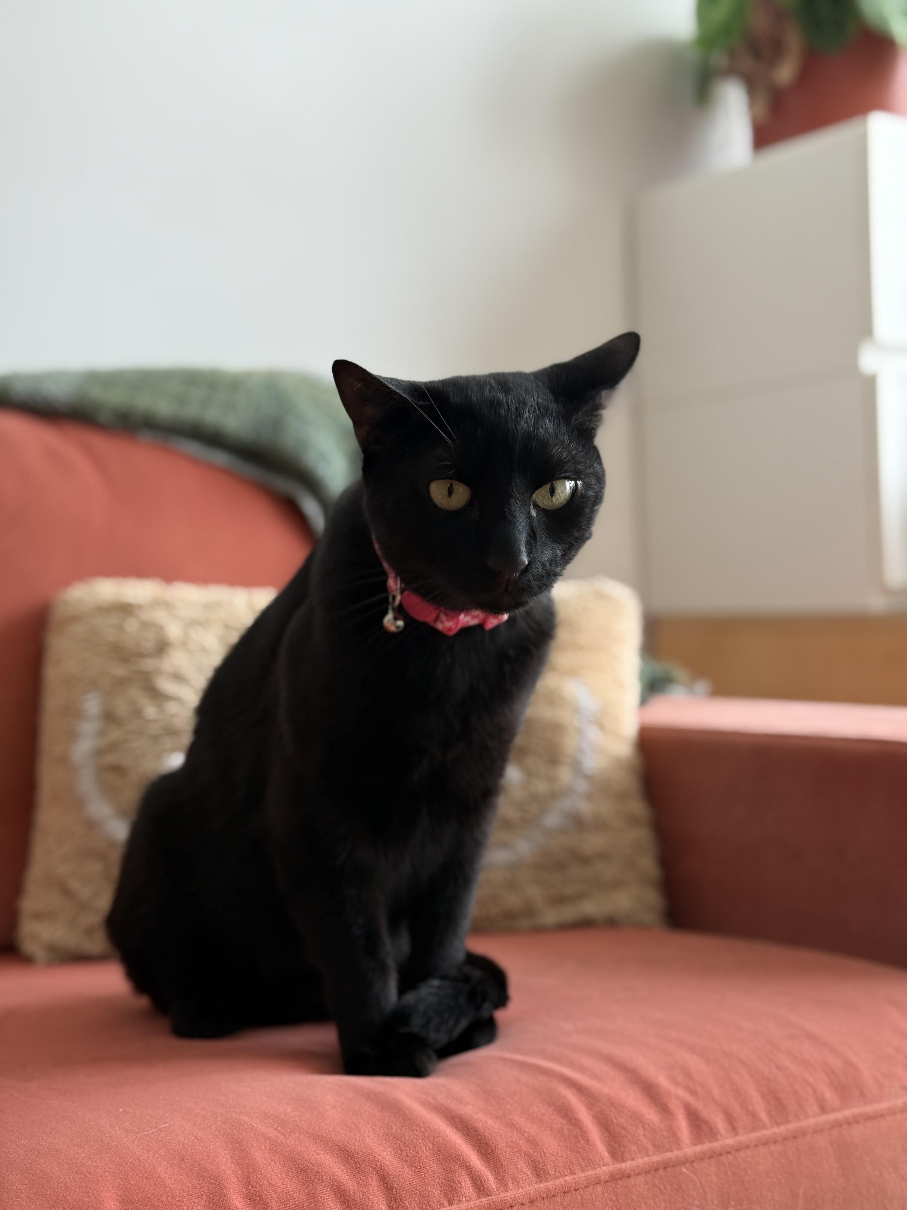 Paisley, a ADOPTABLE American Shorthair in Brooklyn, NY image 3/4