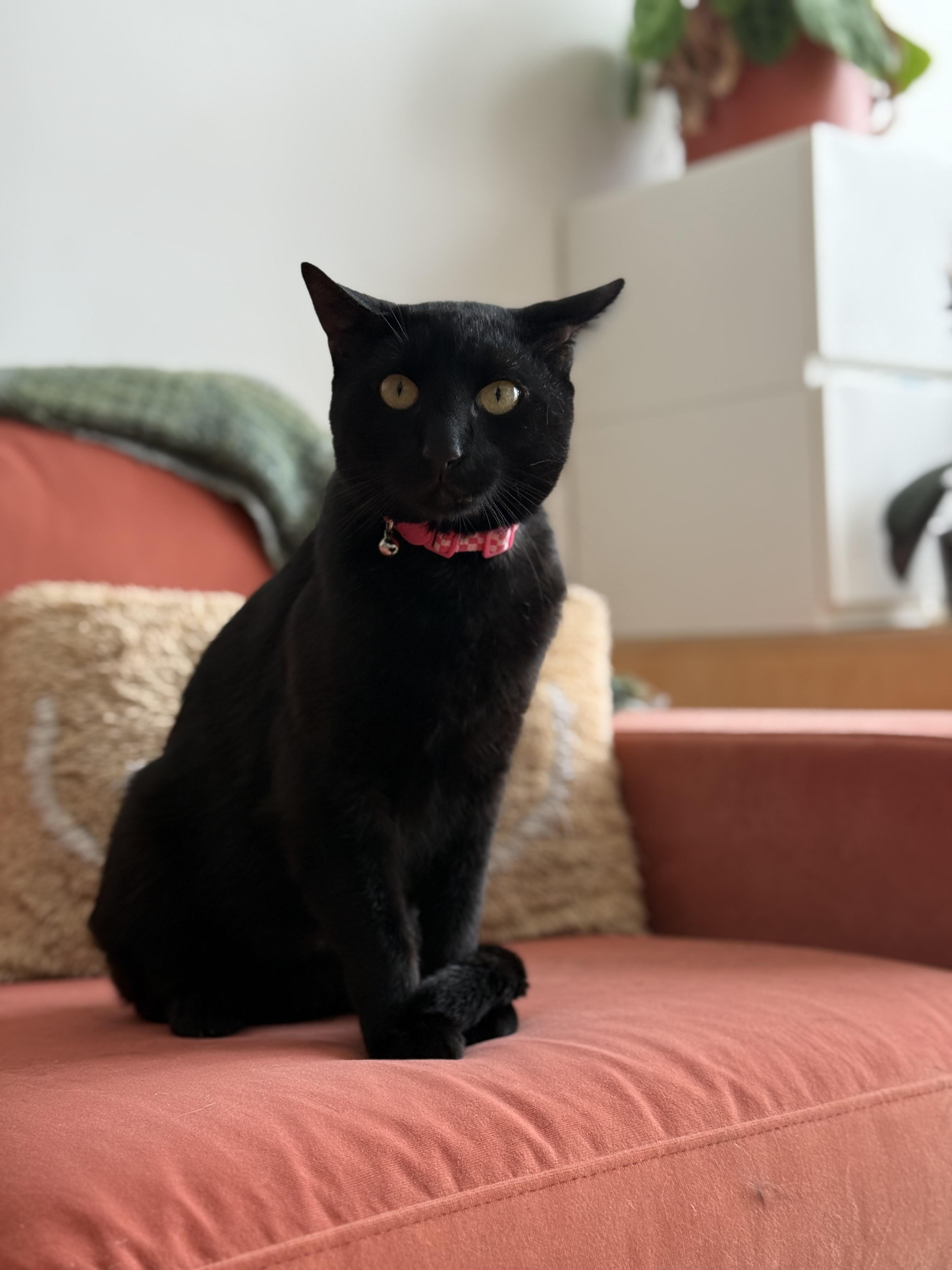 Paisley, a ADOPTABLE American Shorthair in Brooklyn, NY image 1/4
