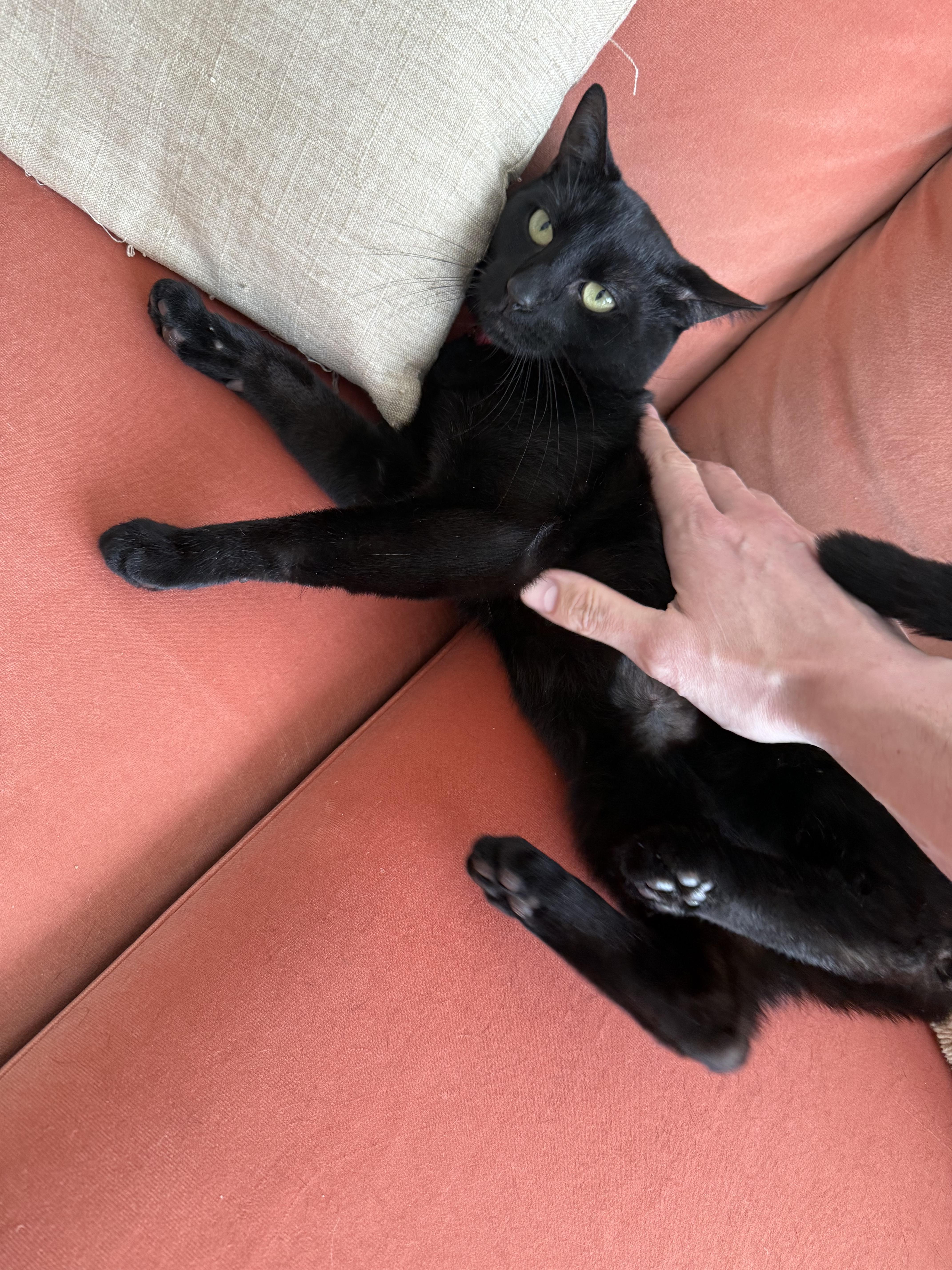 Paisley, a ADOPTABLE American Shorthair in Brooklyn, NY image 2/4