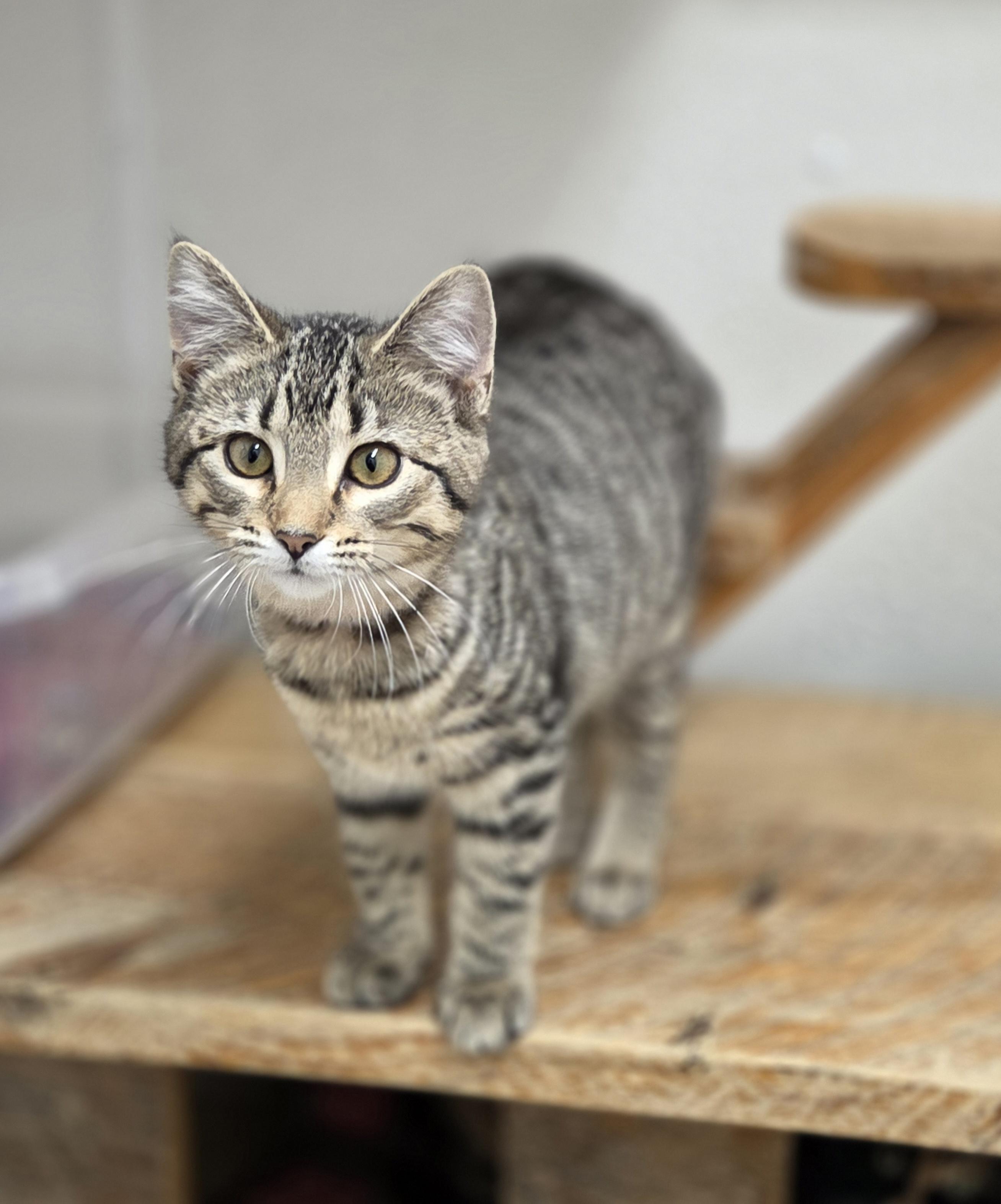 Enlarge Cider , a ADOPTABLE mixed breed in Park Rapids, MN image 1/2
