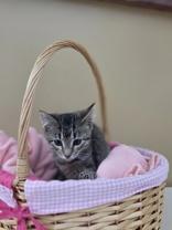 Enlarge Cider , a ADOPTABLE mixed breed in Park Rapids, MN image 2/2