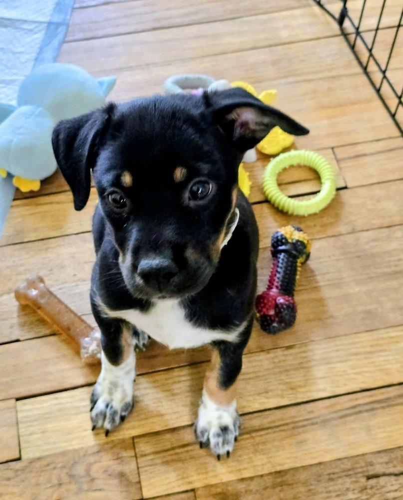 Kiwi, Adoptable, Puppy Female Cattle Dog & Terrier.
