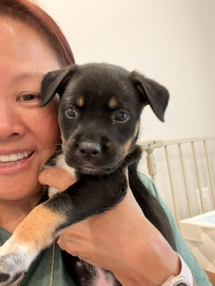 Kiwi, Adoptable, Puppy Female Cattle Dog & Terrier.