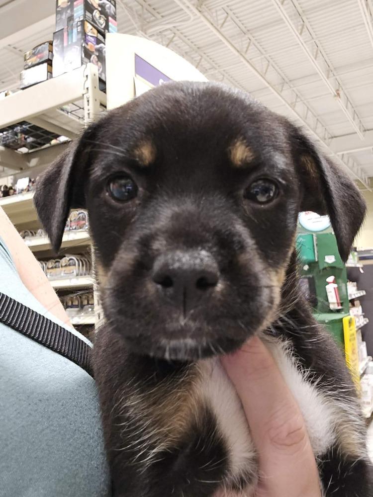 Kiwi, a Adoptable mixed breed in Willingboro, NJ image 2/6
