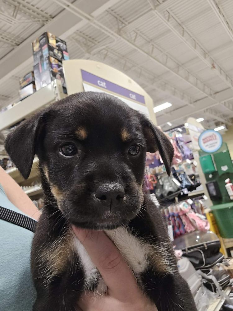 Kiwi, a Adoptable mixed breed in Willingboro, NJ image 3/6