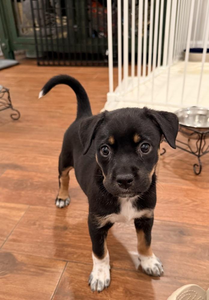 Kiwi, a Adoptable mixed breed in Willingboro, NJ image 4/6