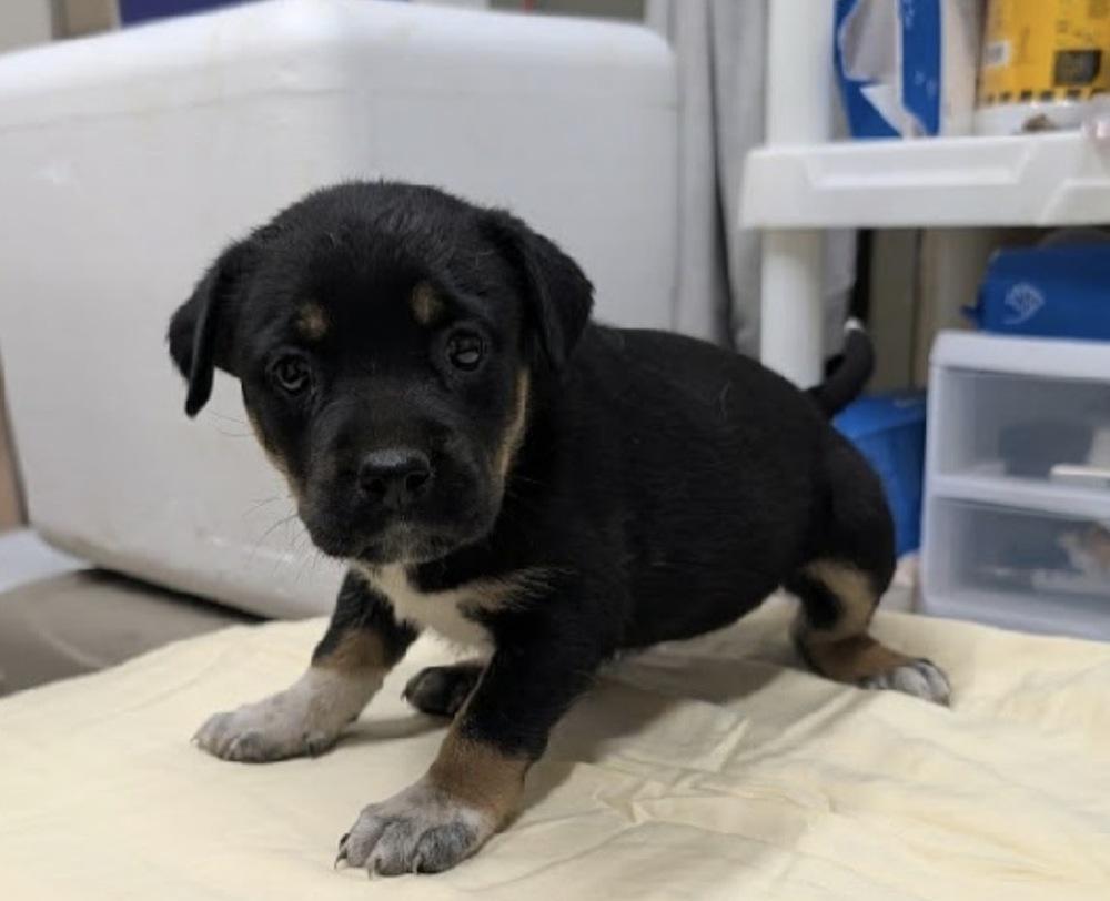 Kiwi, a Adoptable mixed breed in Willingboro, NJ image 6/6