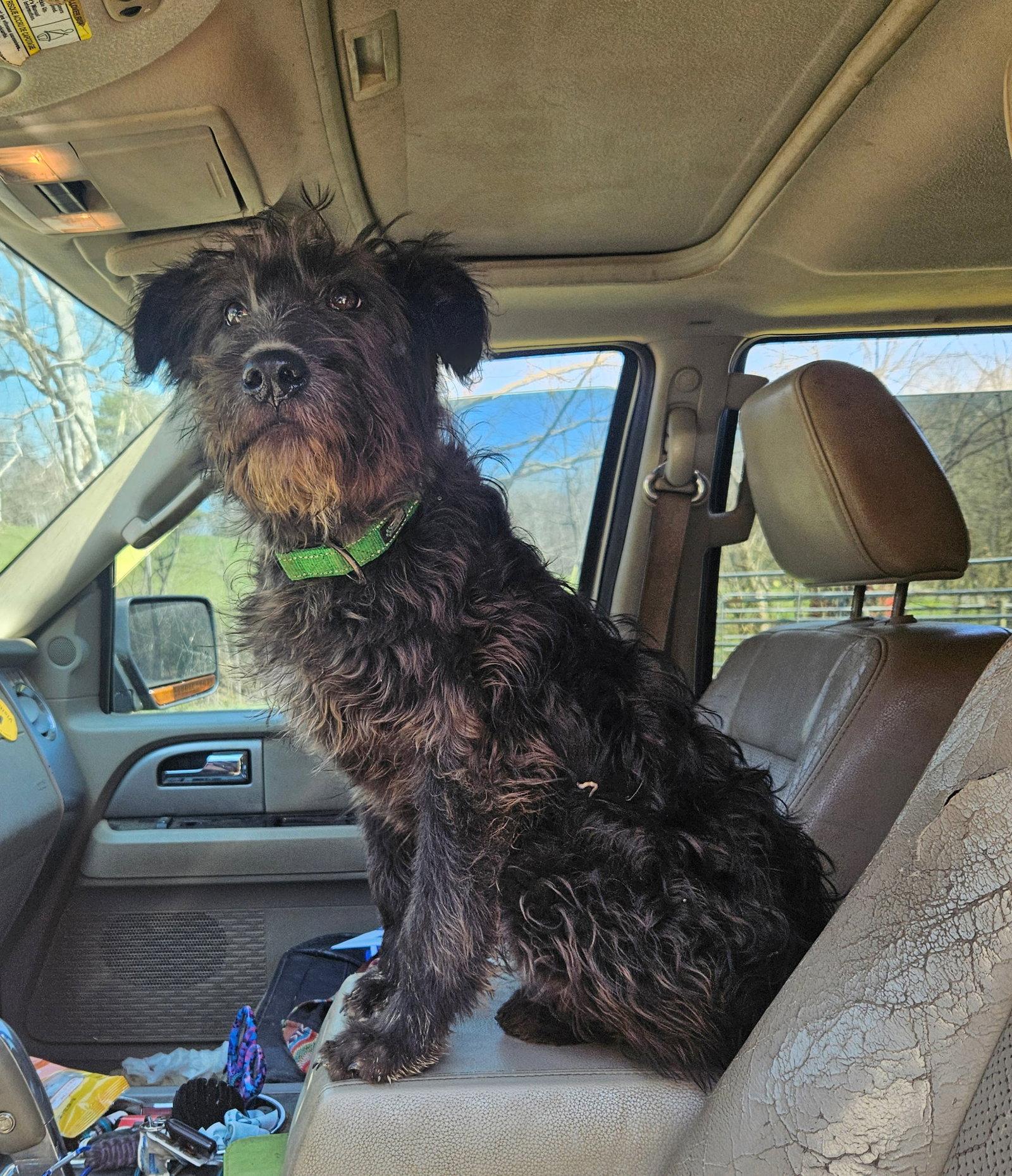 Enlarge Feta, a Adoptable German Shepherd Dog in Louisville, KY image 1/3