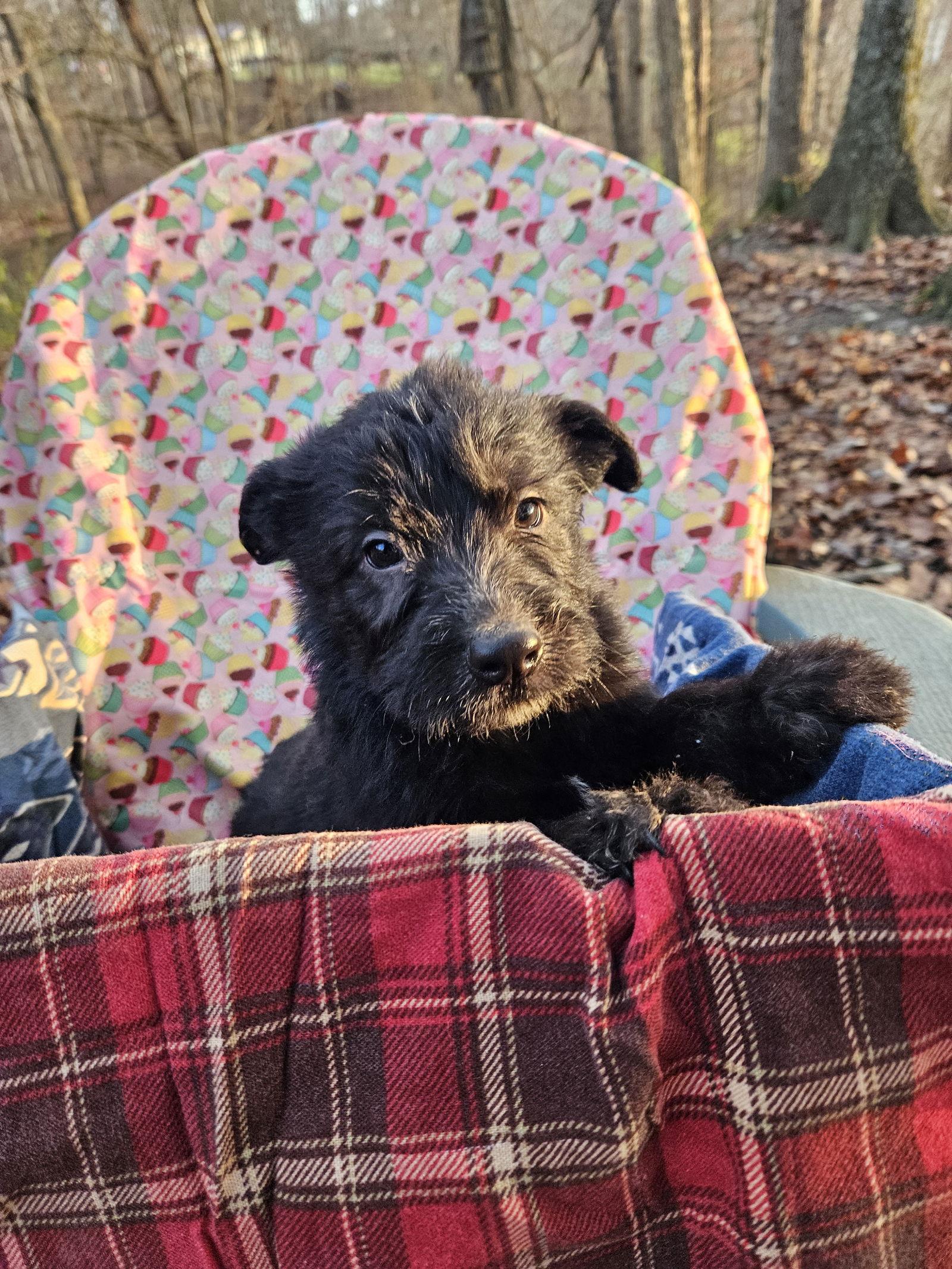 Feta, Adoptable, Puppy Male German Shepherd Dog.