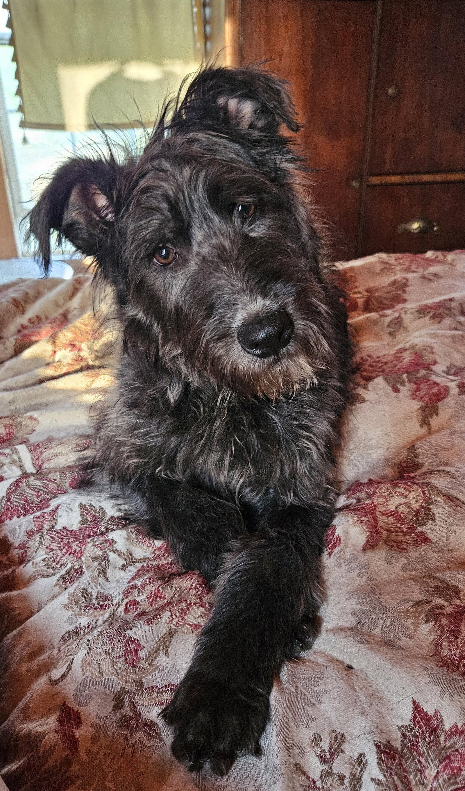 Enlarge Feta, a Adoptable German Shepherd Dog in Louisville, KY image 2/3