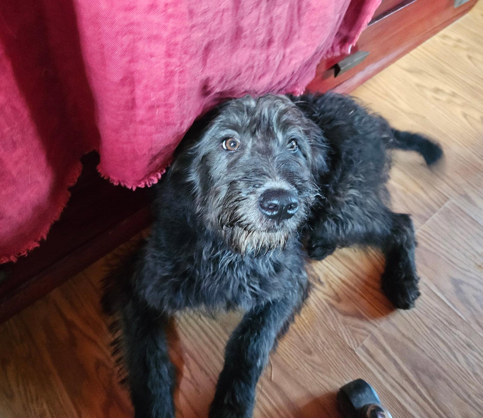 Enlarge Feta, a Adoptable German Shepherd Dog in Louisville, KY image 3/3