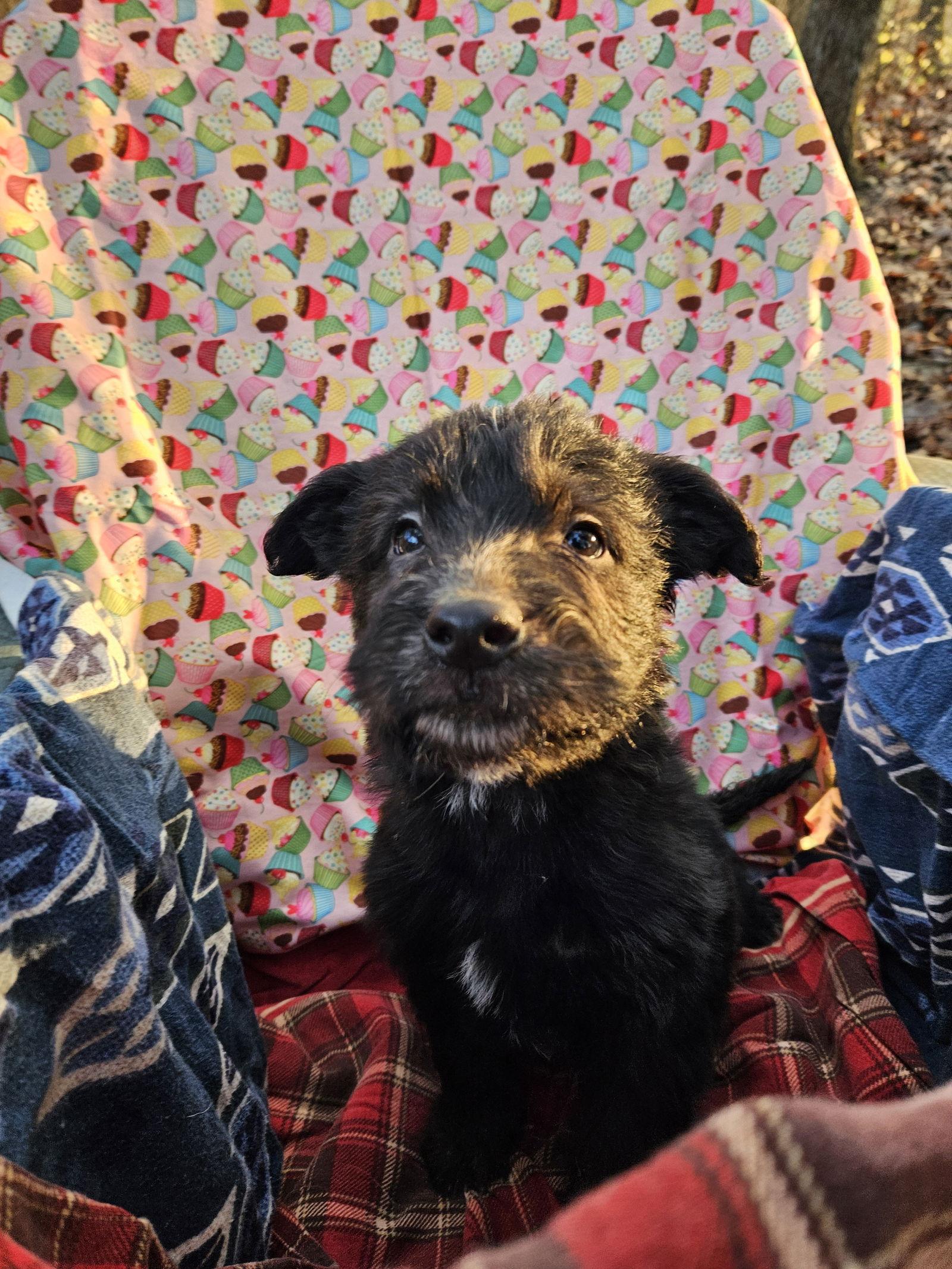 Enlarge Feta, a Adoptable German Shepherd Dog in Louisville, KY image 2/3