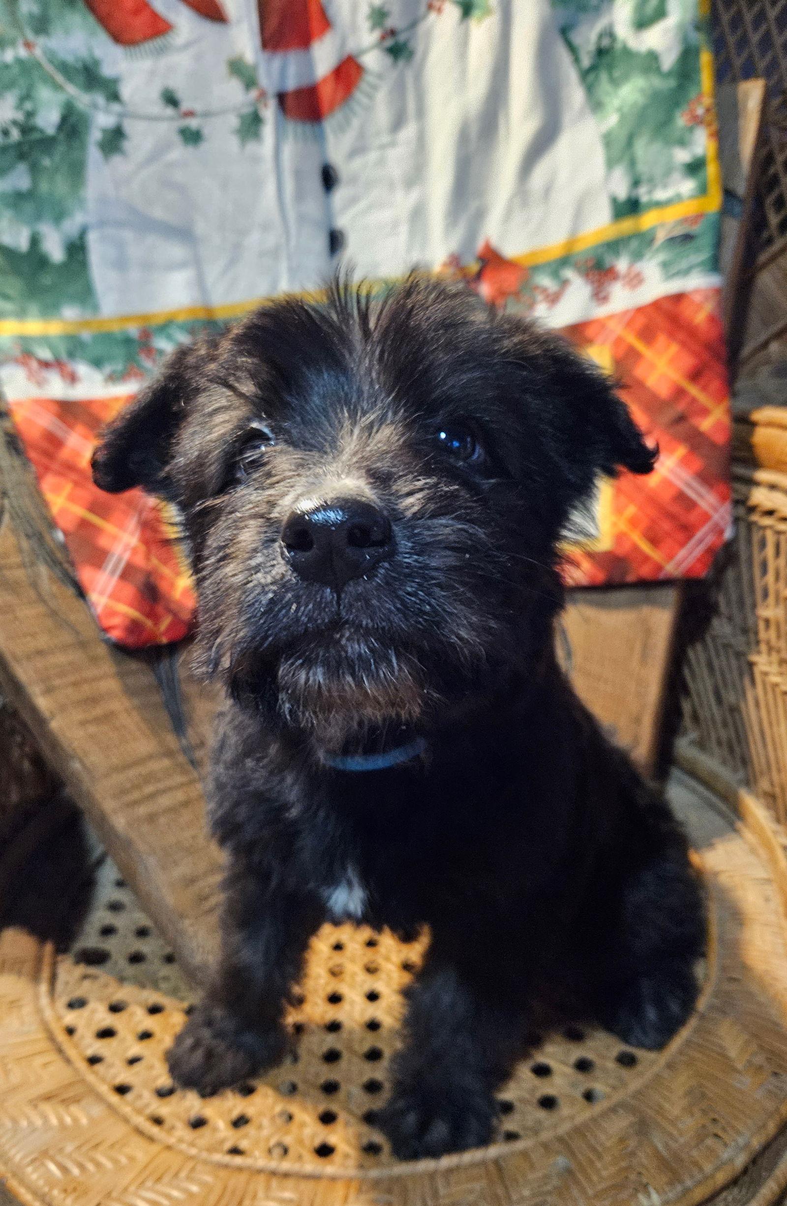 Enlarge Feta, a Adoptable German Shepherd Dog in Louisville, KY image 3/3