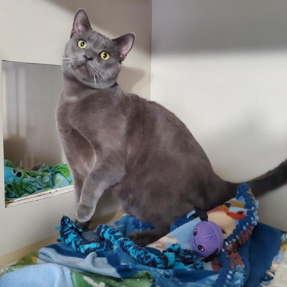 Sumo, an adoptable Domestic Short Hair in Hutchinson, MN image 2/3