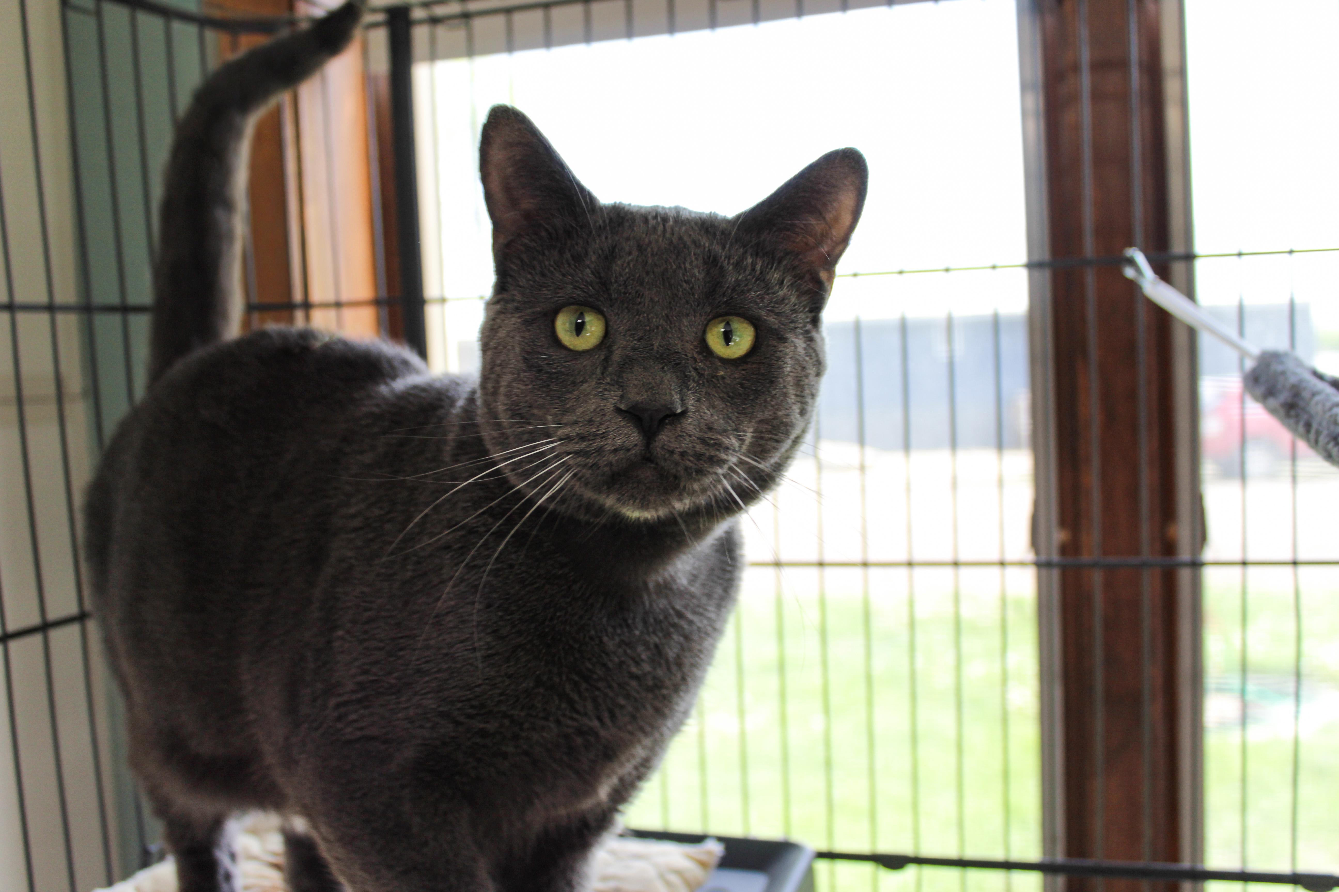 Sumo, an adoptable Domestic Short Hair in Hutchinson, MN image 1/5