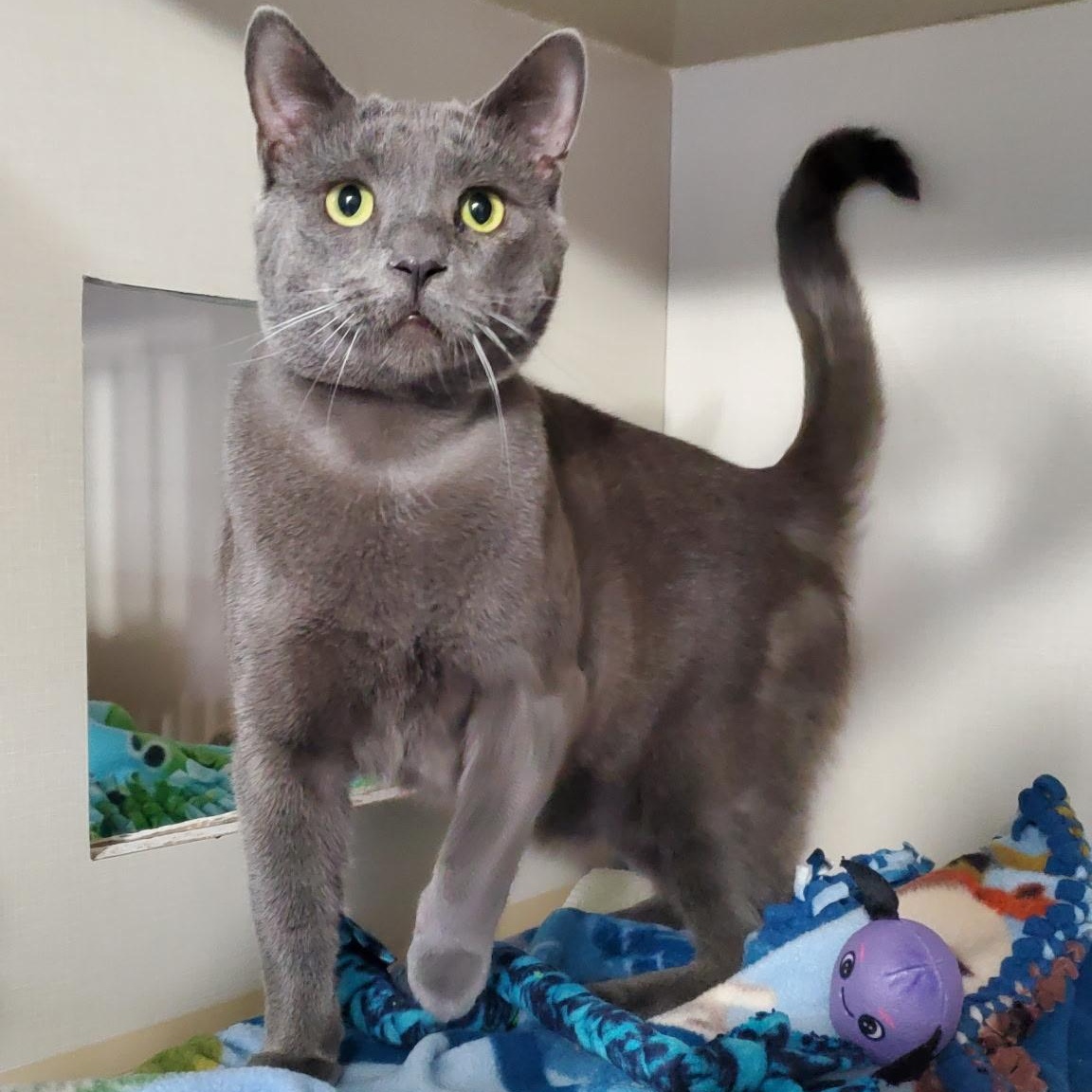 Sumo, an adoptable Domestic Short Hair in Hutchinson, MN image 3/3