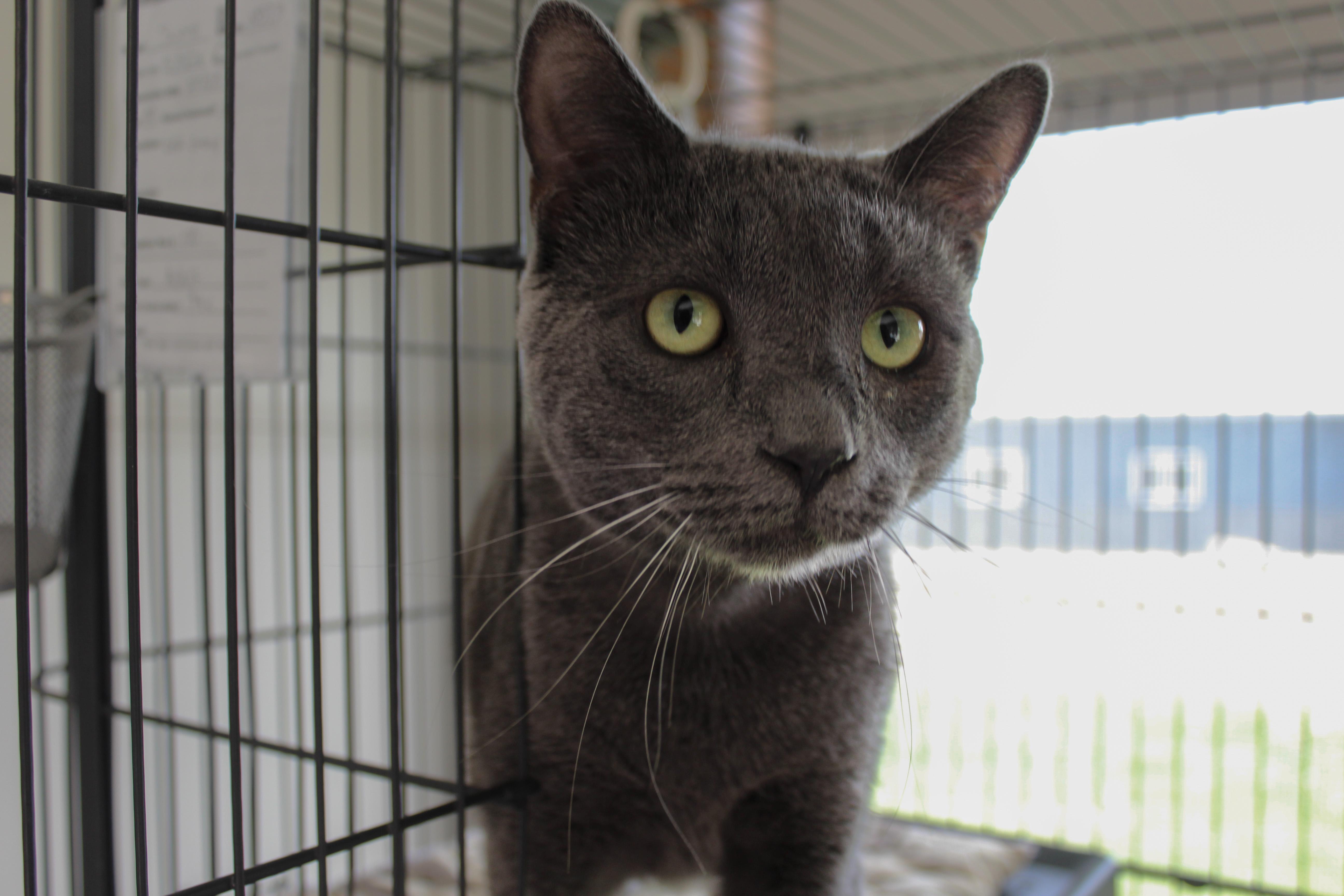 Sumo, an adoptable Domestic Short Hair in Hutchinson, MN image 3/5