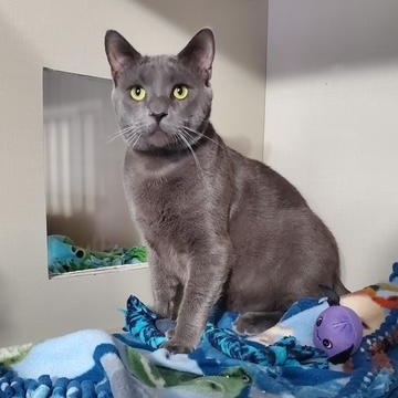 Sumo, an adoptable Domestic Short Hair in Hutchinson, MN image 1/3
