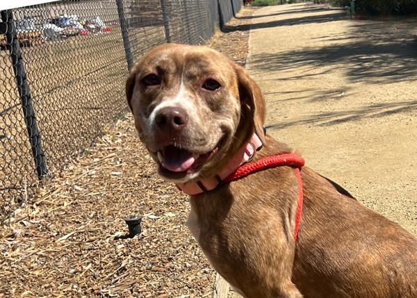 Enlarge Beryl, a Adoptable mixed breed in San Gabriel, CA image 2/6