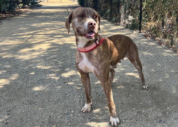 Enlarge Beryl, a Adoptable mixed breed in San Gabriel, CA image 3/6