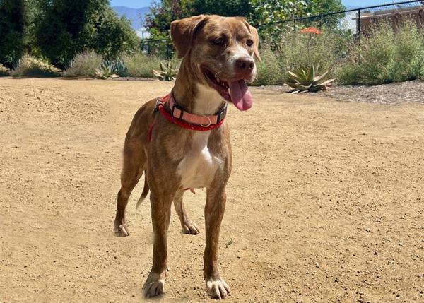 Enlarge Beryl, a Adoptable mixed breed in San Gabriel, CA image 4/6