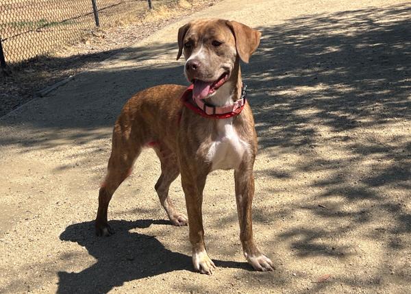 Enlarge Beryl, a Adoptable mixed breed in San Gabriel, CA image 5/6