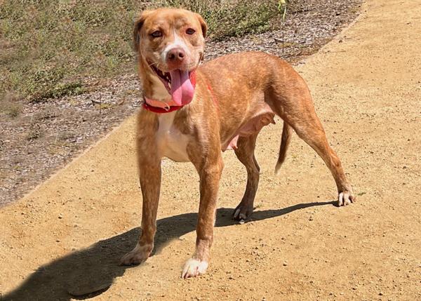 Enlarge Beryl, a Adoptable mixed breed in San Gabriel, CA image 6/6
