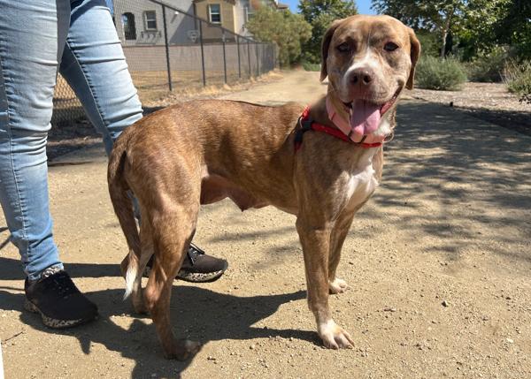 Enlarge Beryl, a Adoptable mixed breed in San Gabriel, CA image 5/6