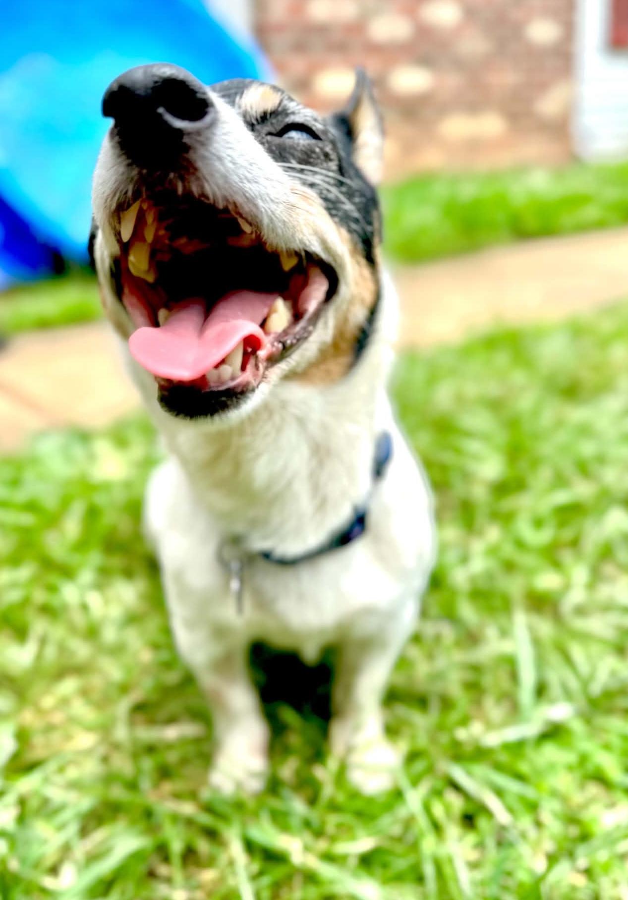 Bing, an adopted mixed breed in Rockville, MD image 6/6