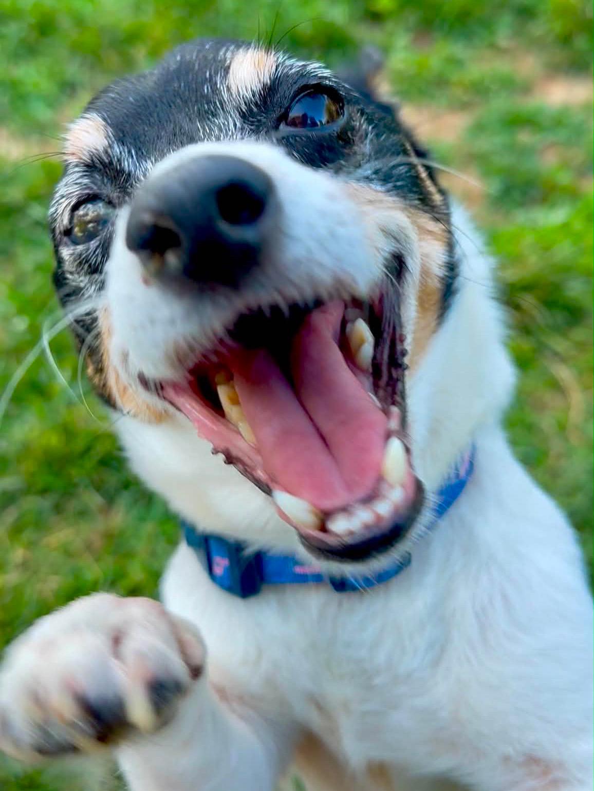 Bing, an adopted mixed breed in Rockville, MD image 3/6