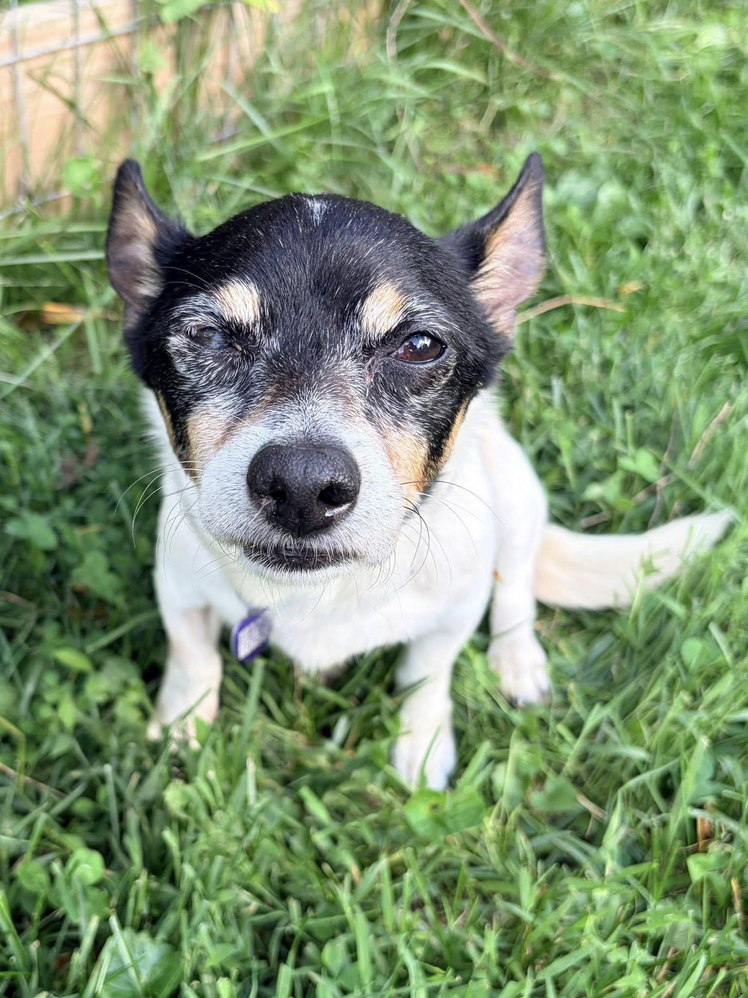 Bing, an adopted mixed breed in Rockville, MD image 2/6