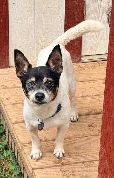 Bing, adopted, Senior Male Jack Russell Terrier & Chihuahua.