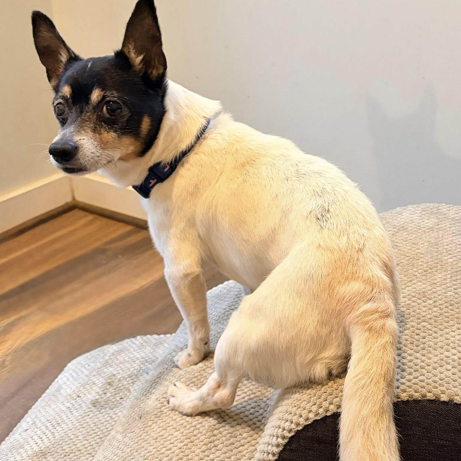 Bing, an adopted mixed breed in Rockville, MD image 4/6