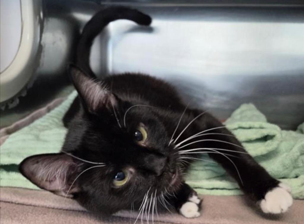 Blossom, Adoptable, Young Female Domestic Short Hair.