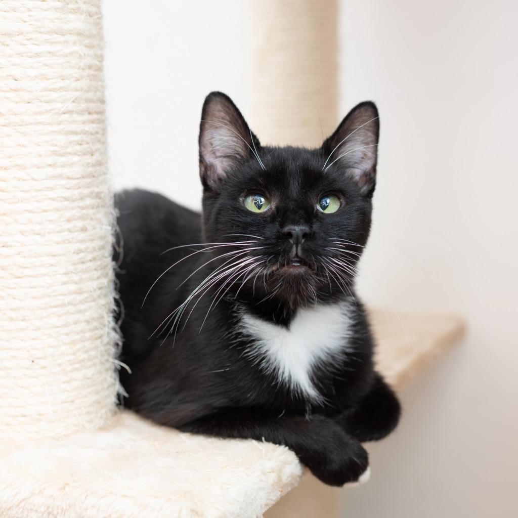 Enlarge Blossom, a Adoptable mixed breed in Los Angeles, CA image 1/6